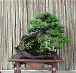 SBA-National Bonsai Exhibition 2014 (30).jpg